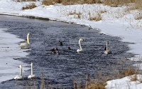 Рекордное количество лебедей зарегистрировали на Южных Курилах, Фото: 5