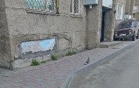 Холмская администрация пожаловалась на нарушителей благоустройства, Фото: 2