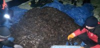 Тонну морского ежа нашли пограничники в кузове «Урала» на берегу Охотского моря, Фото: 2