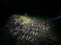 Браконьеров с сотнями хвостов горбуши и кеты задержали на Сахалине, Фото: 4