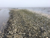 Экологи обвиняют "Эксон" в гибели сельди у берегов Сахалина, Фото: 1