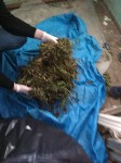 «Наркобарона» с 10 кг наркотиков задержали на севере Сахалина, Фото: 2