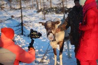 Якутские олени обживаются на севере Сахалина: фоторепортаж из Ногликского района, Фото: 21