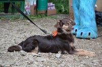 В рамках выставки беспородных собак в Южно-Сахалинске 8 питомцев обрели хозяев, Фото: 102