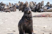Тюлень с практически отрезанной головой пришёл за помощью к сахалинцам, Фото: 10