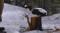 Опергруппа южно-сахалинского лесничества поехала искать медведя, а нашла "чёрного лесоруба", Фото: 7