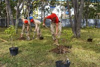 Молодые саженцы деревьев украсили территорию культурно-досугового центра в Корсакове, Фото: 1