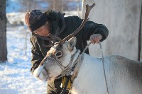 Якутские олени обживаются на севере Сахалина: фоторепортаж из Ногликского района, Фото: 100