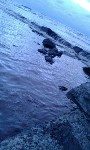 Загрязнение берега Невельска нефтепродуктами, Фото: 4
