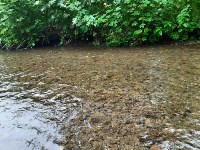 Экологи бьют тревогу: реки на северо-востоке Сахалина пусты, горбуши нет, Фото: 1