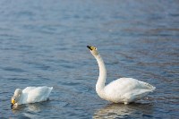 Лебеди в Невельске в 2026 году, Фото: 7