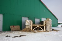 На Сахалин привезли больше 200 коров для нового молочного производства , Фото: 7