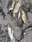 Экологи обвиняют "Эксон" в гибели сельди у берегов Сахалина, Фото: 2