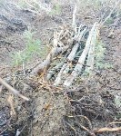 На Сахалине окончено расследование уголовного дела о незаконной вырубке деревьев на 6,6 млн рублей, Фото: 1