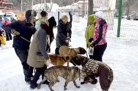 Собачьи бега в Южно-Сахалинске, Фото: 5
