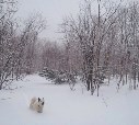 Волшебная зима:) Наша собачка Тайга гуляет в заснеженном лесу))