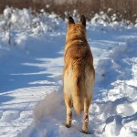 Собака Юля показала туристам на Сахалине редкий зимний маршрут, Фото: 4