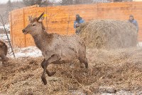 Около сотни благородных оленей доставили на Сахалин, Фото: 32