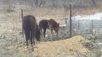 Две лошади самостоятельно ищут пропитание на окраине Южно-Сахалинска, Фото: 7