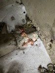 Убийство собаки в Холмске, Фото: 5