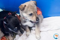 В рамках выставки беспородных собак в Южно-Сахалинске 8 питомцев обрели хозяев, Фото: 131