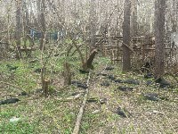 "Их тут несколько сотен": мёртвые вороны пугают южносахалинцев на кладбище, Фото: 5