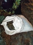 На Сахалине задержали двоих браконьеров, потрошивших горбушу на реке, Фото: 2