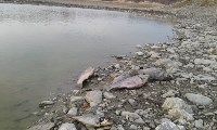 Берег озера в пригороде Южно-Сахалинска усеян мертвой рыбой, Фото: 6