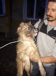 Спасение собаки в Корсакове, Фото: 1
