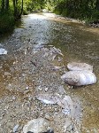 Мешки с тухлой рыбой выкинули у речки в Южно-Сахалинске, Фото: 4