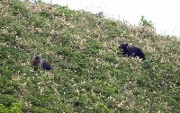 Медведи раскопали сардины, выброшенные на побережье Курил ещё зимой, Фото: 3