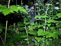 Мужчина залез на дерево, спасаясь от медведя в Южно-Сахалинске, Фото: 6
