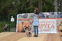 В рамках выставки беспородных собак в Южно-Сахалинске 8 питомцев обрели хозяев, Фото: 119