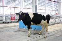 На Сахалин привезли больше 200 коров для нового молочного производства , Фото: 4