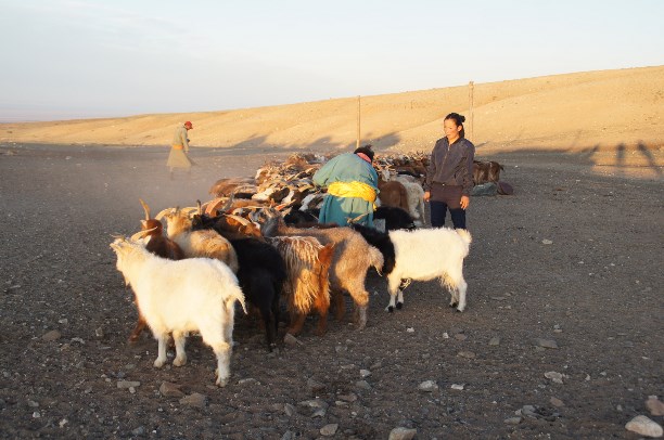 Монгольские козы фото